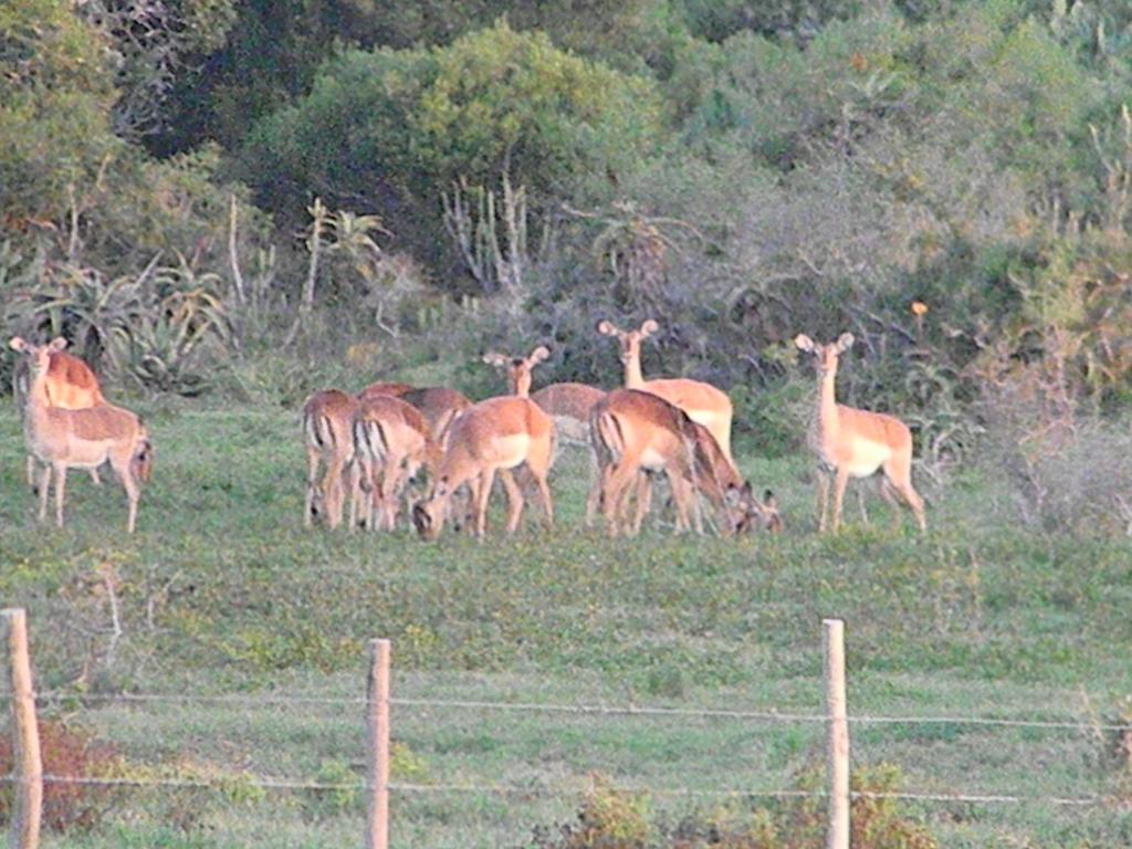 The Hexagon Wildlife Conservation Hotell Uitenhage Eksteriør bilde